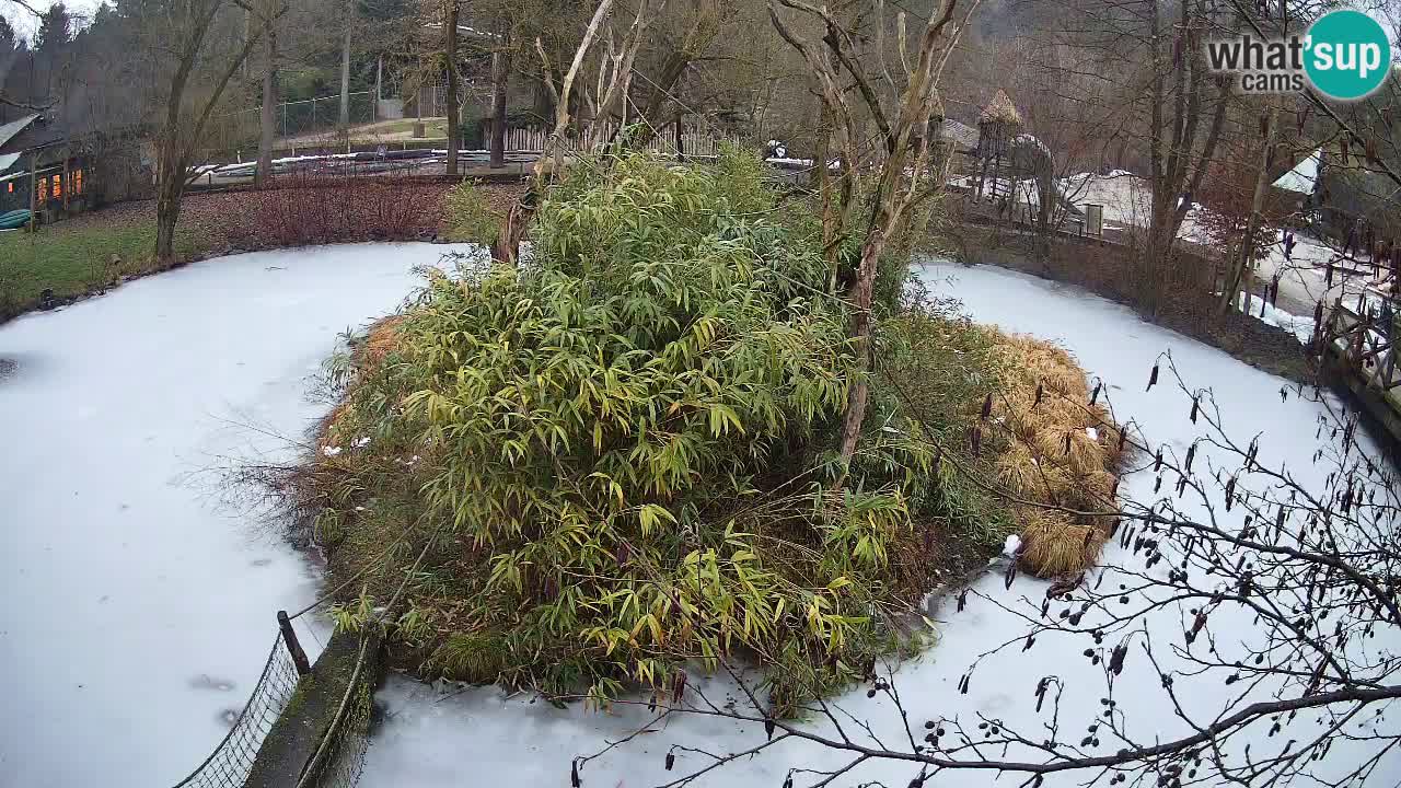 Yellow-cheeked gibbon Zoo Ljubljana livecam