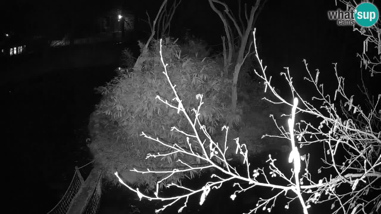 Gibon – Nomascus gabriellae – Zoo Ljubljana web kamera