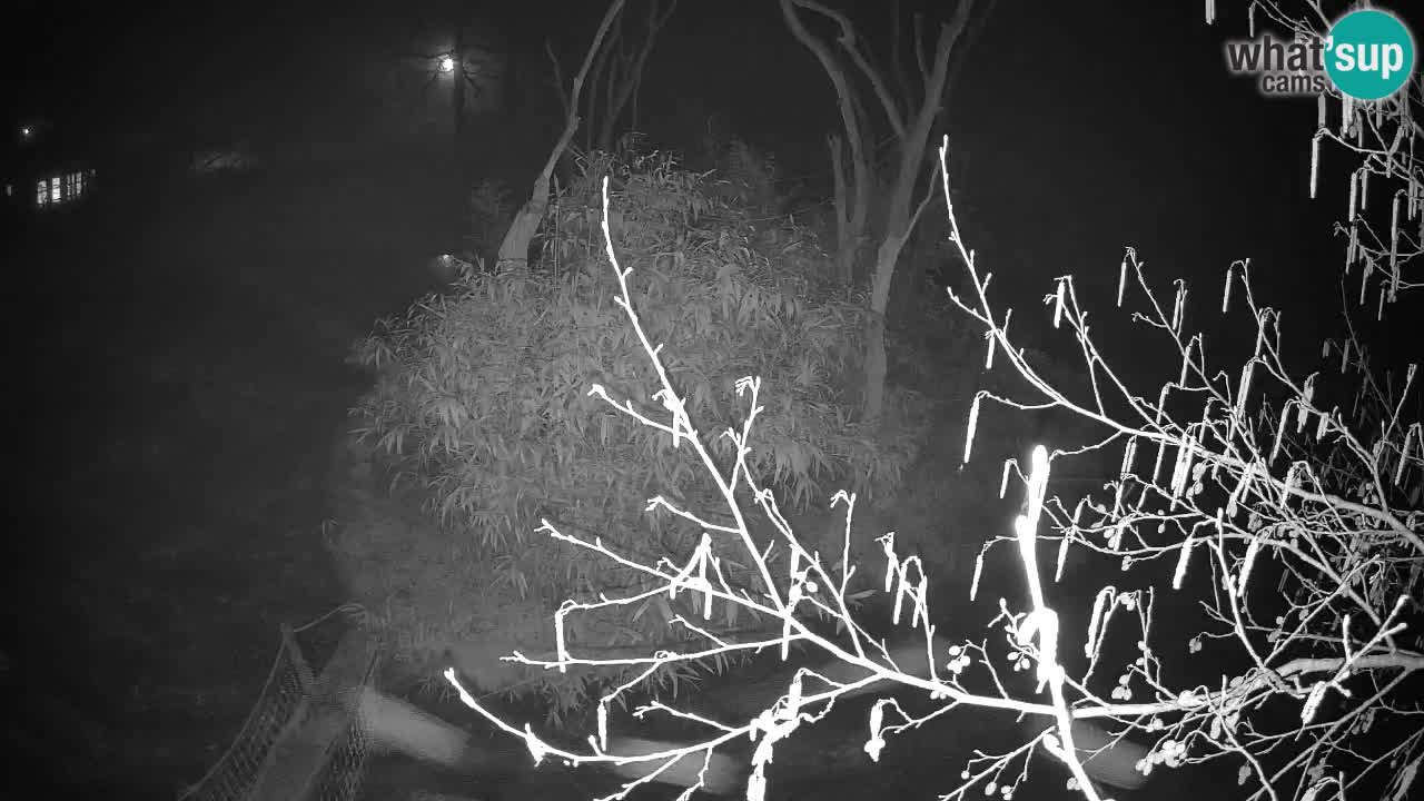 Gibbone dalle guance rosa nello ZOO di Ljubljana