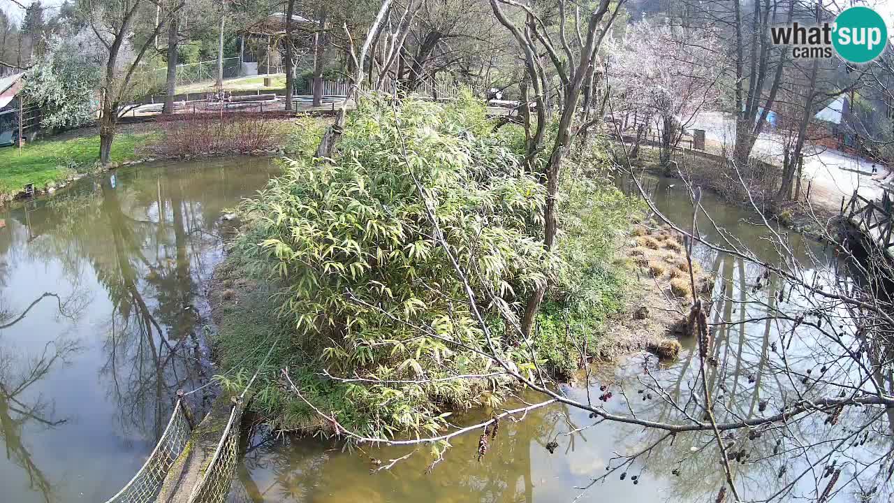 Südlicher Gelbwangen-Schopfgibbon Zoo Ljubljana webcam