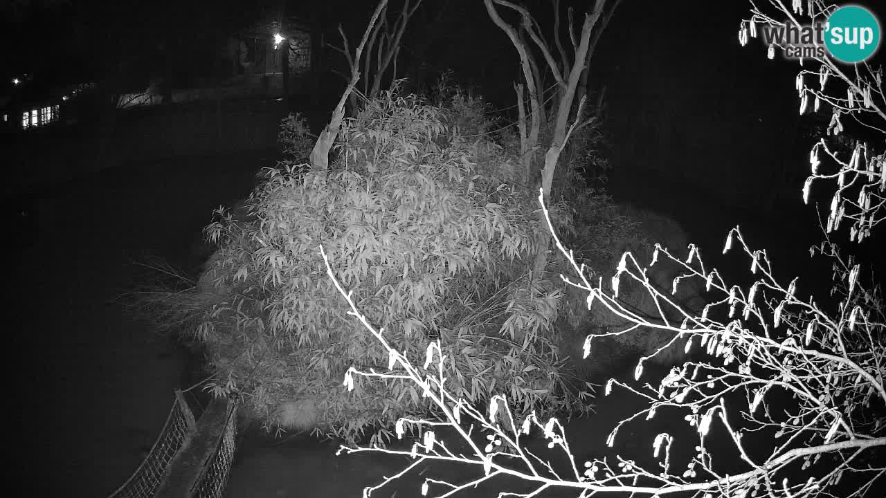 Yellow-cheeked gibbon Zoo Ljubljana livecam