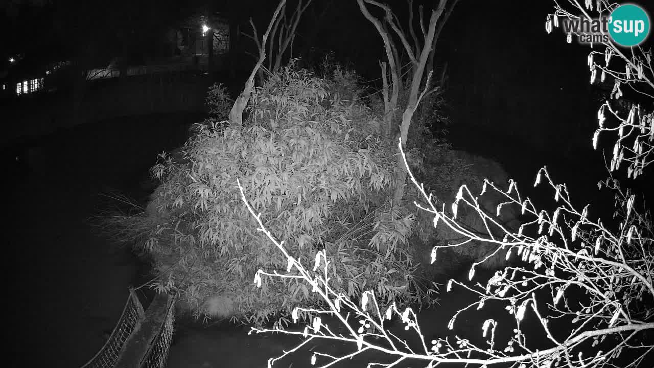 Gibon – Nomascus gabriellae – Zoo Ljubljana web kamera