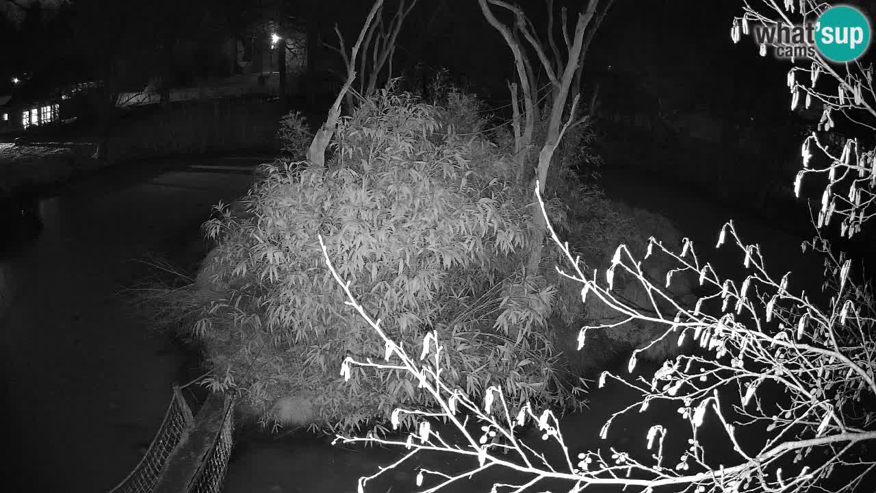 Gibon – Nomascus gabriellae – Zoo Ljubljana web kamera