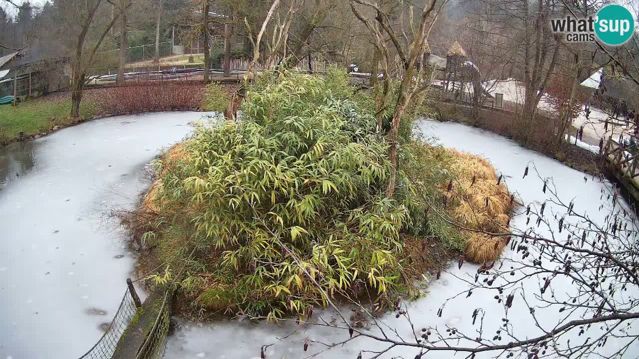 Gibon – Nomascus gabriellae – Zoo Ljubljana web kamera