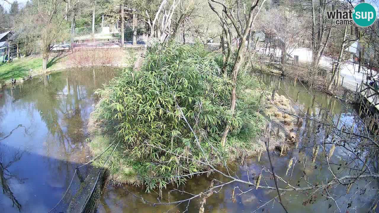 Yellow-cheeked gibbon Zoo Ljubljana livecam