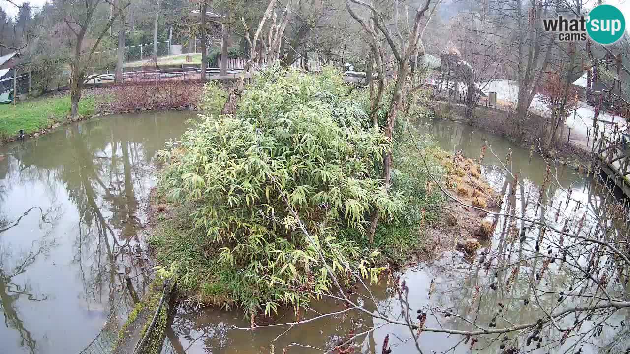 Yellow-cheeked gibbon Zoo Ljubljana livecam