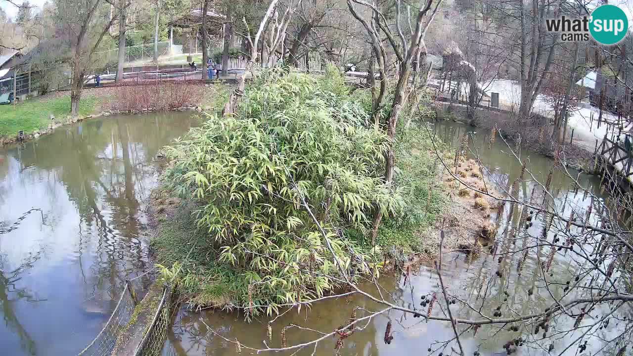 Yellow-cheeked gibbon Zoo Ljubljana livecam