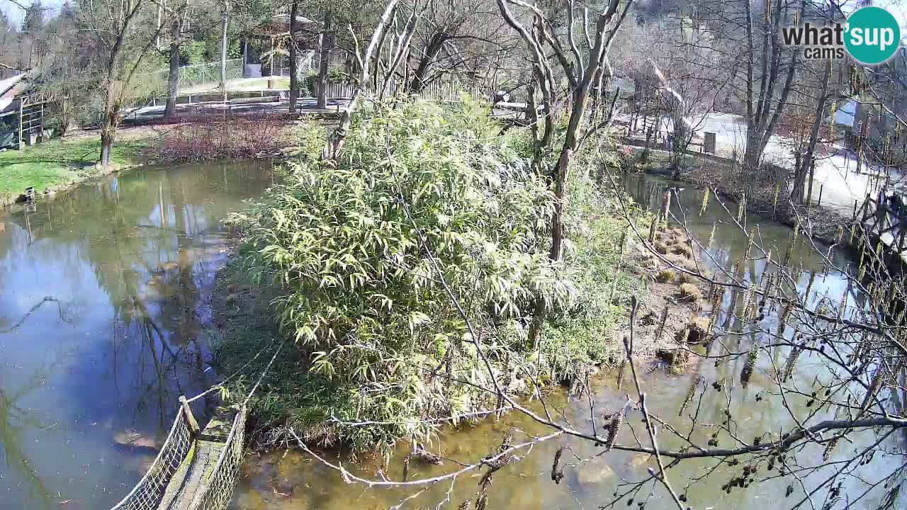 Yellow-cheeked gibbon Zoo Ljubljana livecam