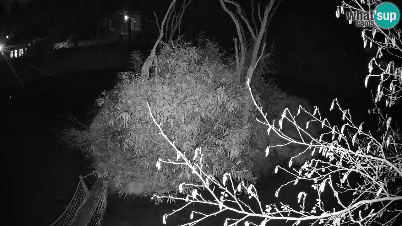 Gibon – Nomascus gabriellae – Zoo Ljubljana web kamera