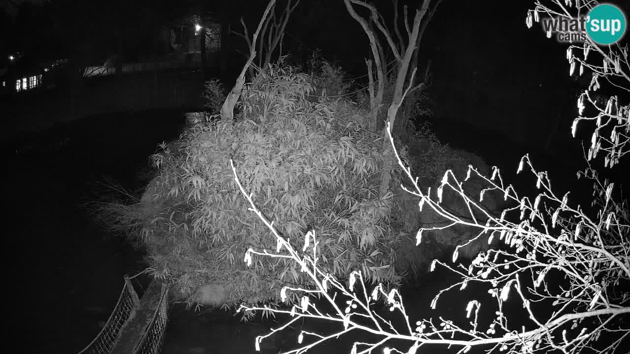 Gibon – Nomascus gabriellae – Zoo Ljubljana web kamera