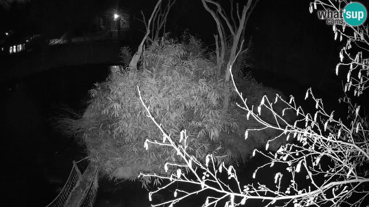 Gibbon à joues jaunes Zoo Ljubljana live cam