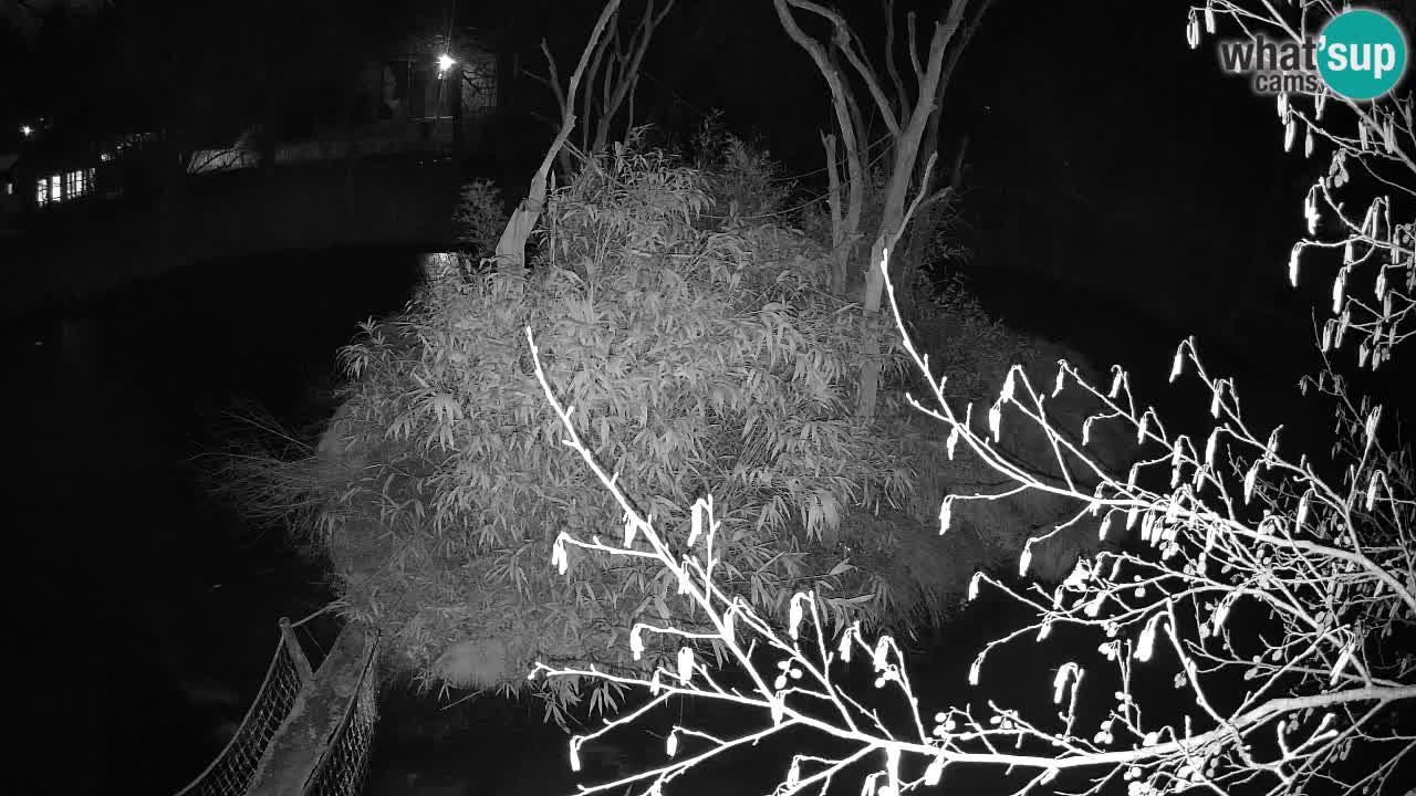 Gibbon à joues jaunes Zoo Ljubljana live cam