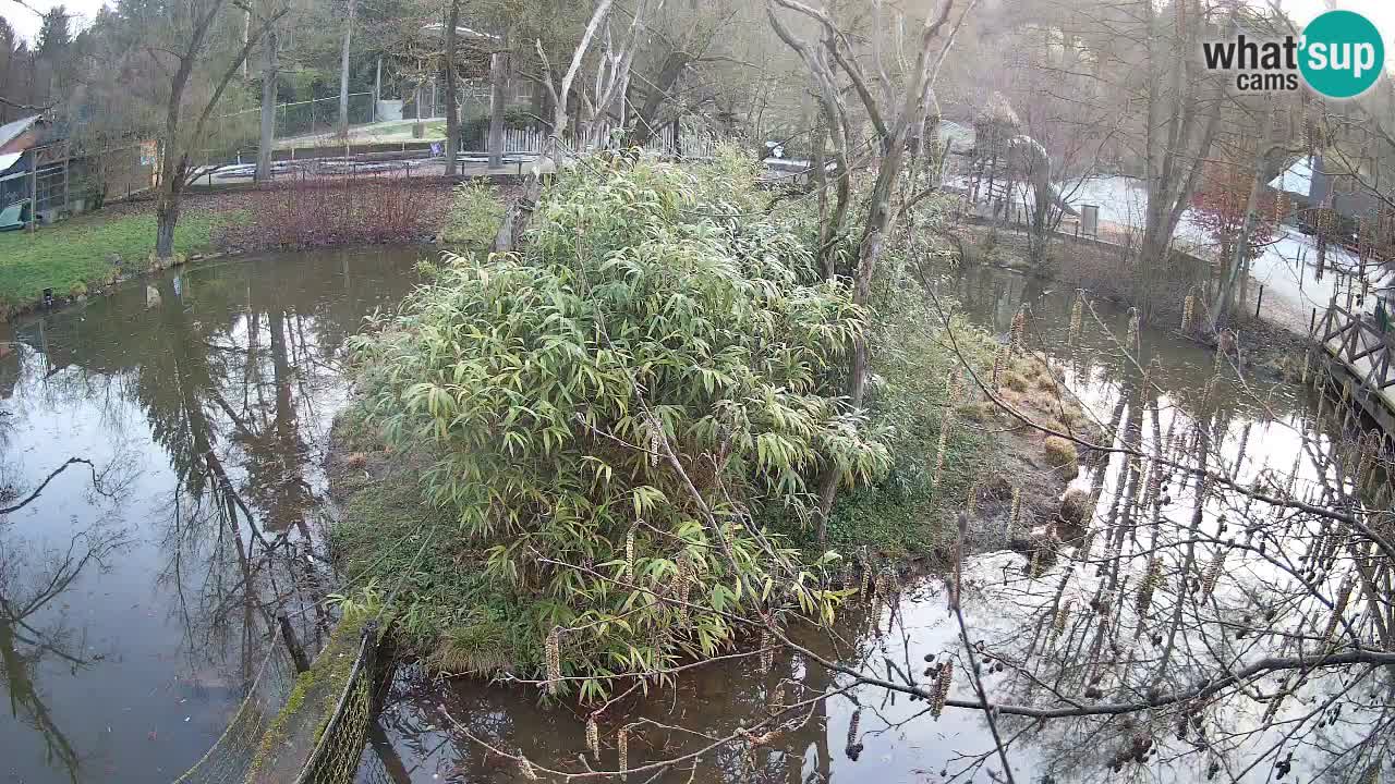 Gibón de mejillas beige Zoo Ljubljana