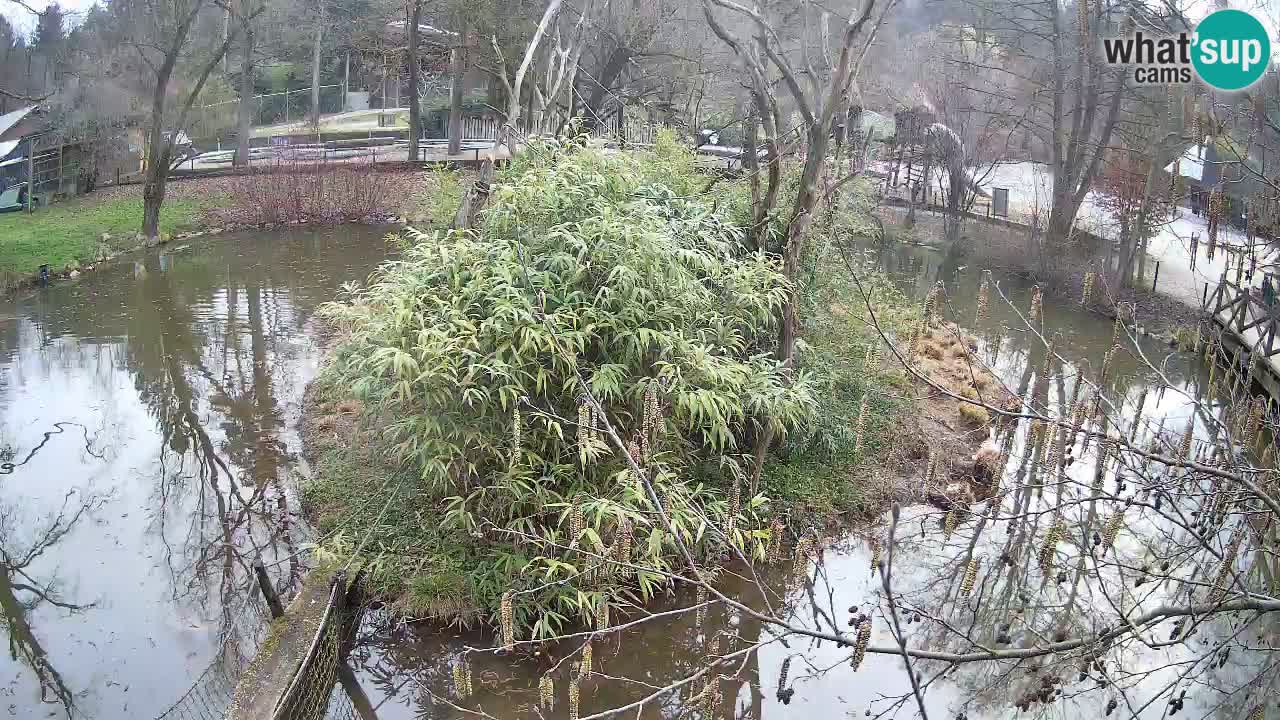 Zlatolični gibon živalski vrt Ljubljana