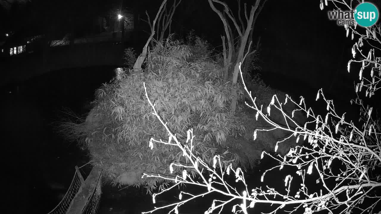 Gibbon à joues jaunes Zoo Ljubljana live cam