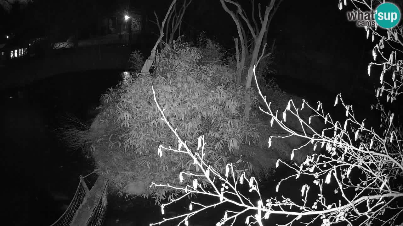 Gibbon à joues jaunes Zoo Ljubljana live cam