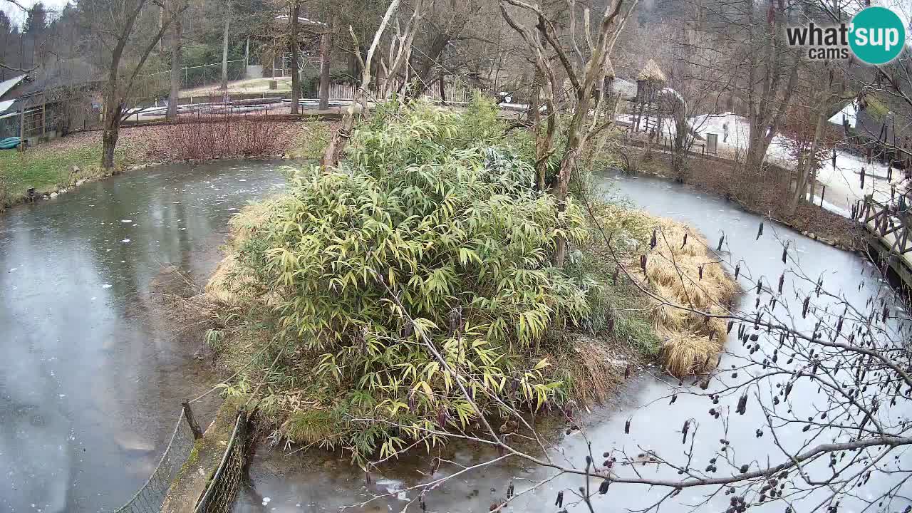 Gibbon à joues jaunes Zoo Ljubljana live cam