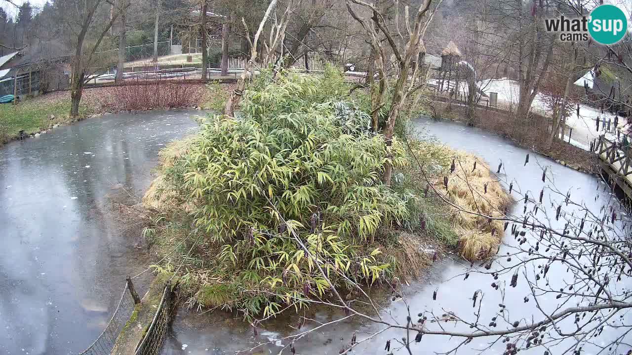 Gibbon à joues jaunes Zoo Ljubljana live cam