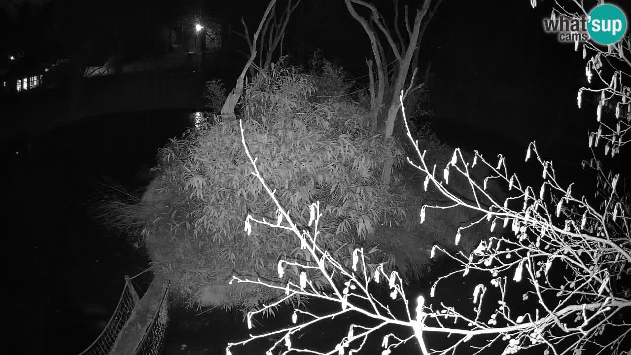 Gibón de mejillas beige Zoo Ljubljana