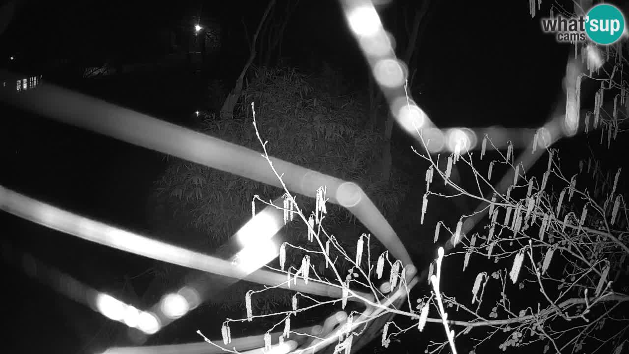 Yellow-cheeked gibbon Zoo Ljubljana livecam