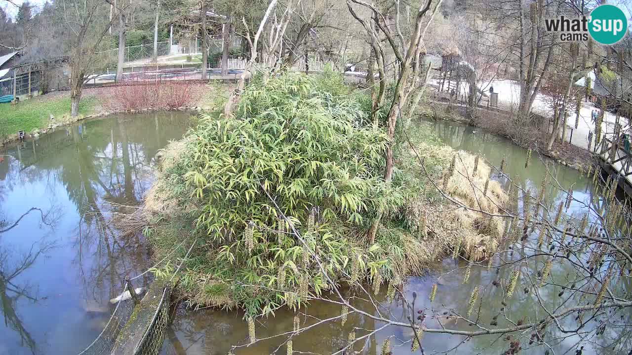 Yellow-cheeked gibbon Zoo Ljubljana livecam