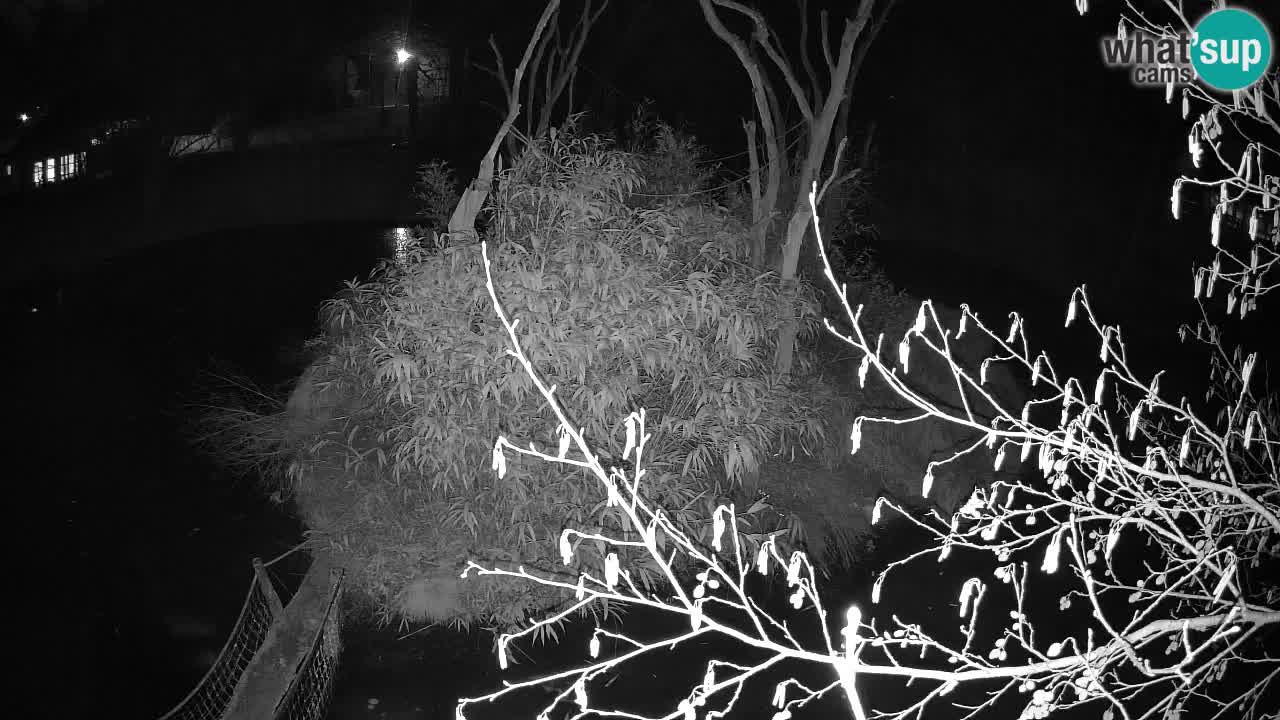 Zlatolični gibon živalski vrt Ljubljana