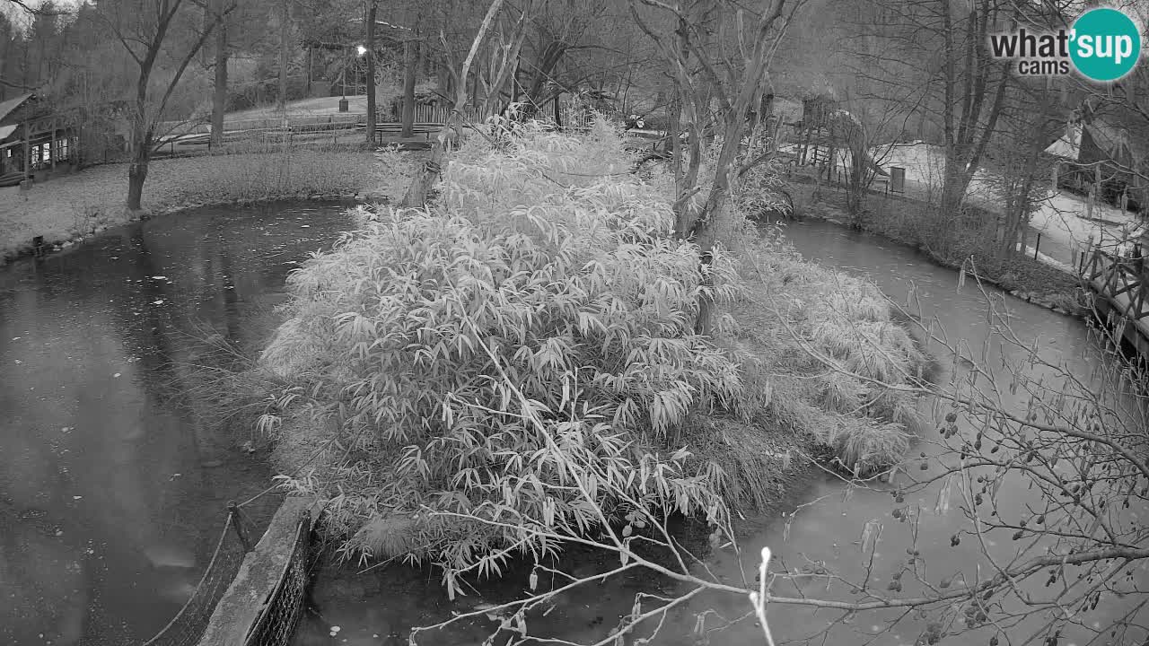 Yellow-cheeked gibbon Zoo Ljubljana livecam