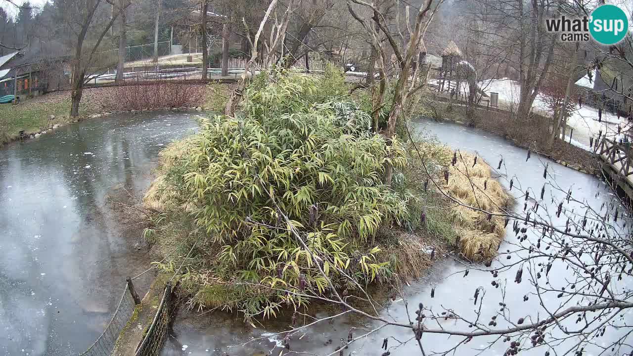 Zlatolični gibon živalski vrt Ljubljana