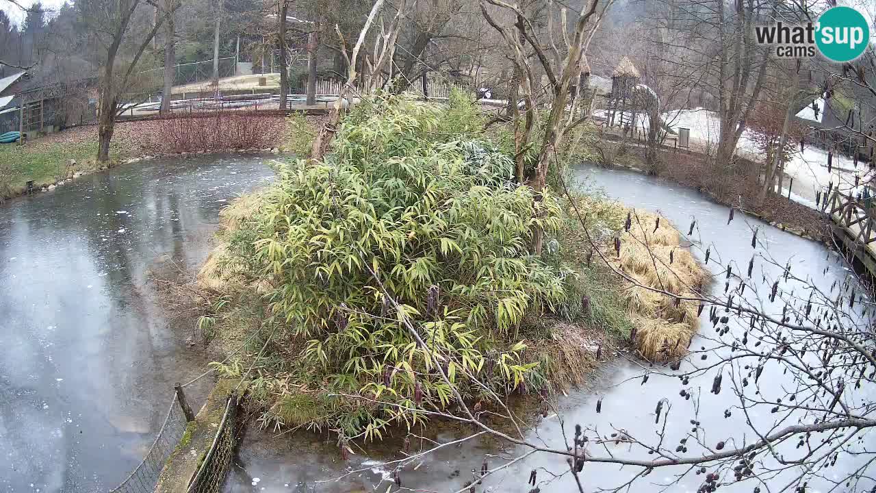 Yellow-cheeked gibbon Zoo Ljubljana livecam