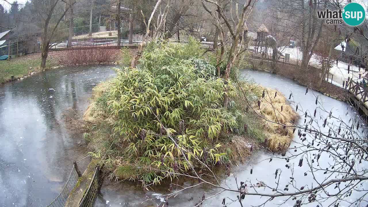Yellow-cheeked gibbon Zoo Ljubljana livecam