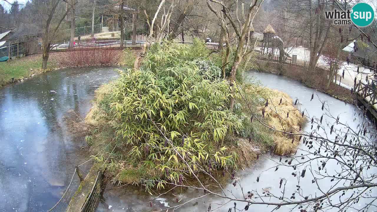 Gibbon à joues jaunes Zoo Ljubljana live cam