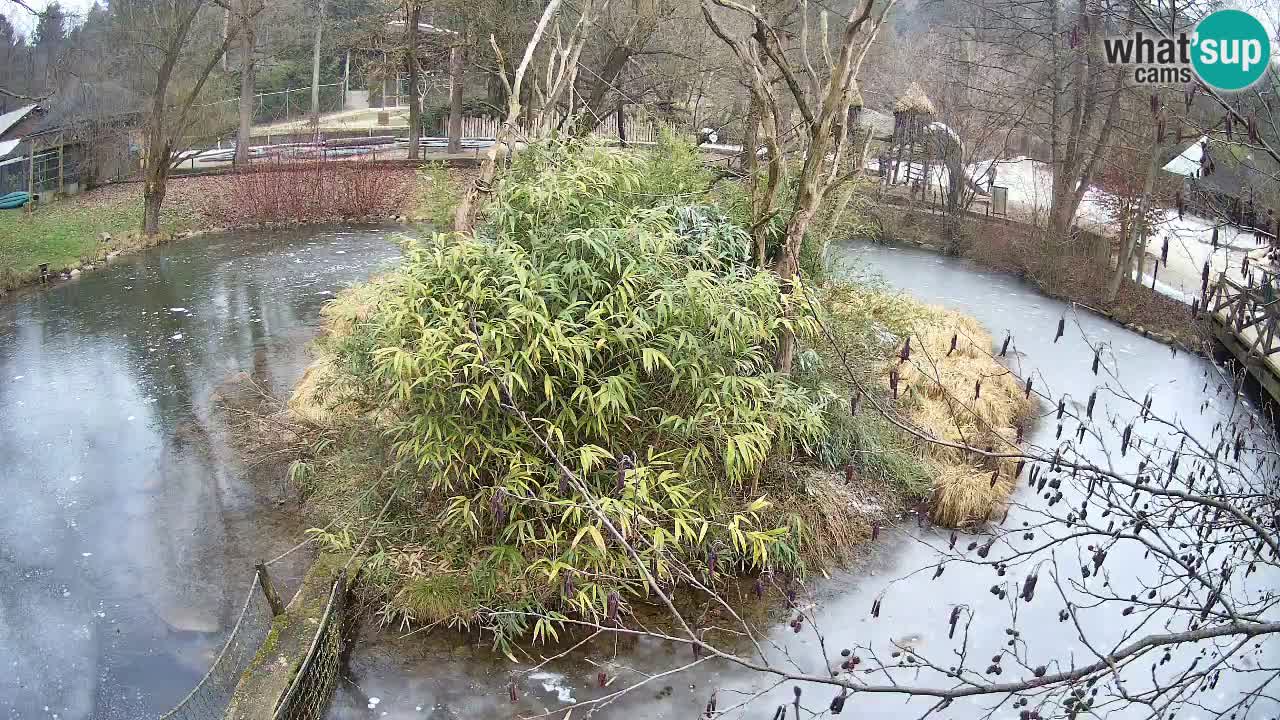 Gibbone dalle guance rosa nello ZOO di Ljubljana