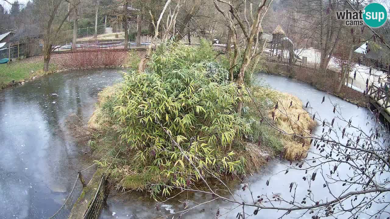 Gibbon à joues jaunes Zoo Ljubljana live cam