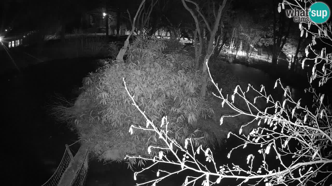 Yellow-cheeked gibbon Zoo Ljubljana livecam