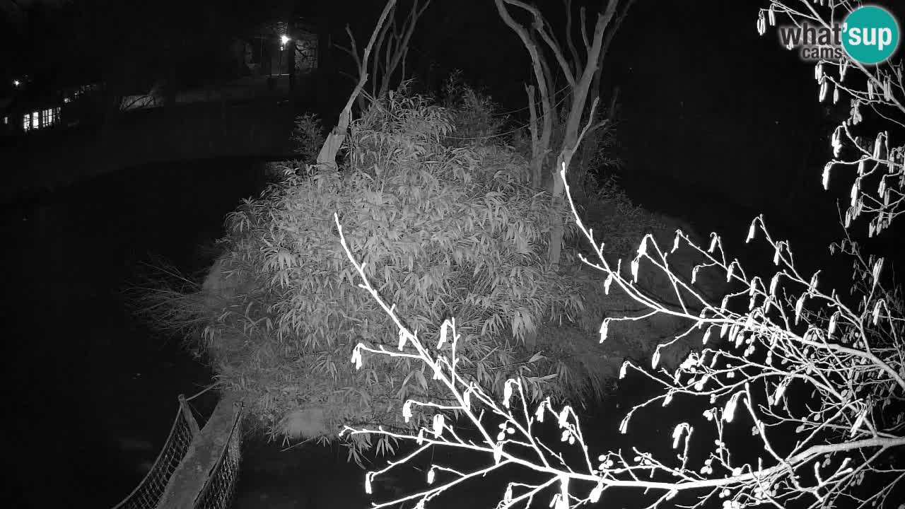 Gibbon à joues jaunes Zoo Ljubljana live cam