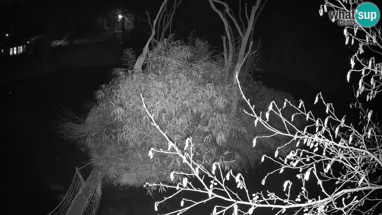 Zlatolični gibon živalski vrt Ljubljana