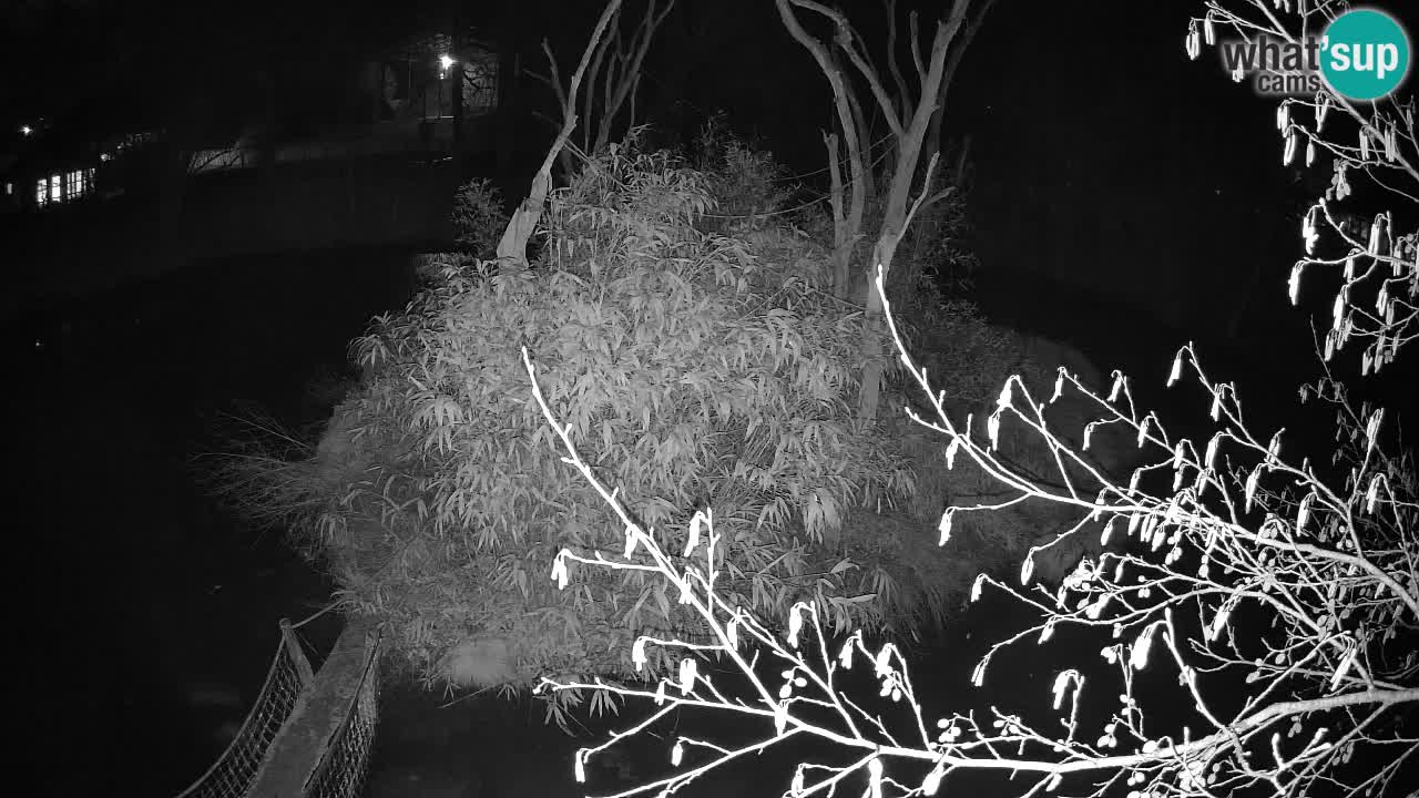 Gibbon à joues jaunes Zoo Ljubljana live cam