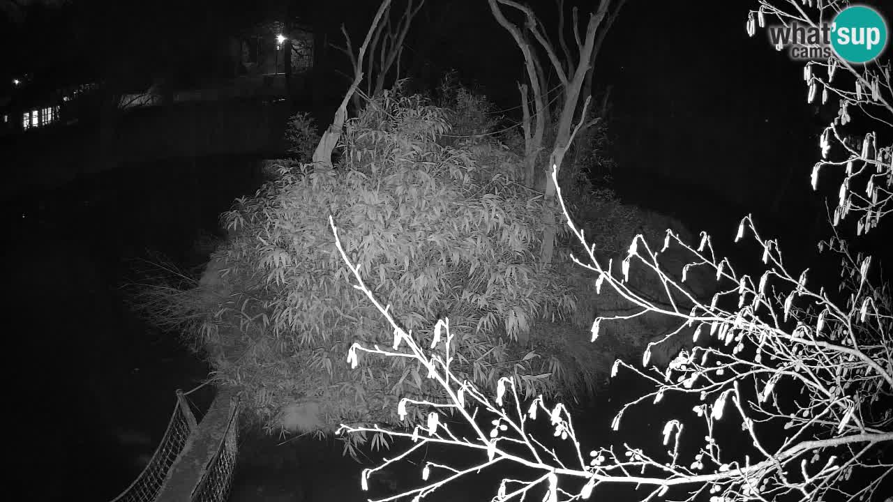 Südlicher Gelbwangen-Schopfgibbon Zoo Ljubljana webcam