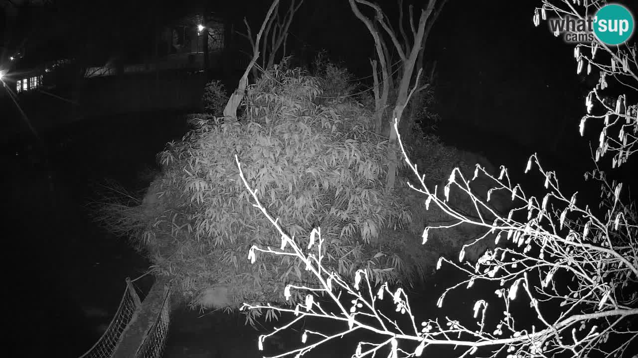 Südlicher Gelbwangen-Schopfgibbon Zoo Ljubljana webcam