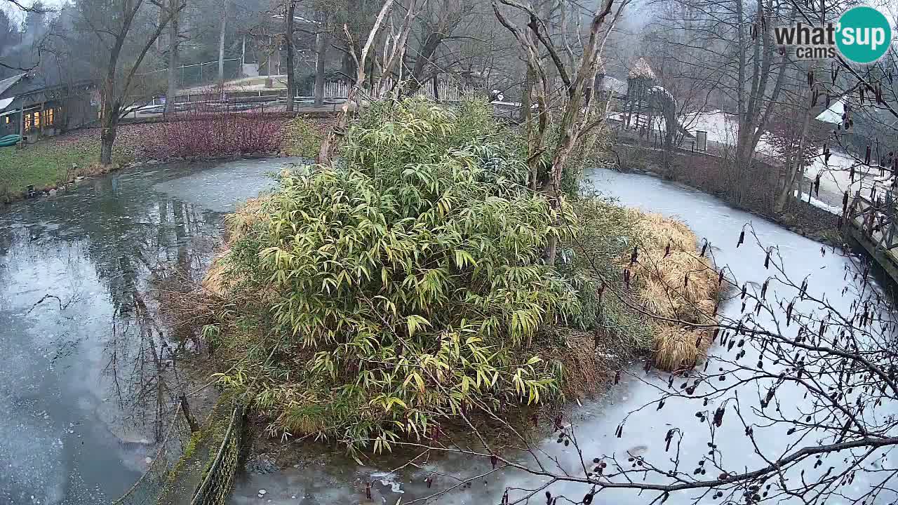 Gibon – Nomascus gabriellae – Zoo Ljubljana web kamera