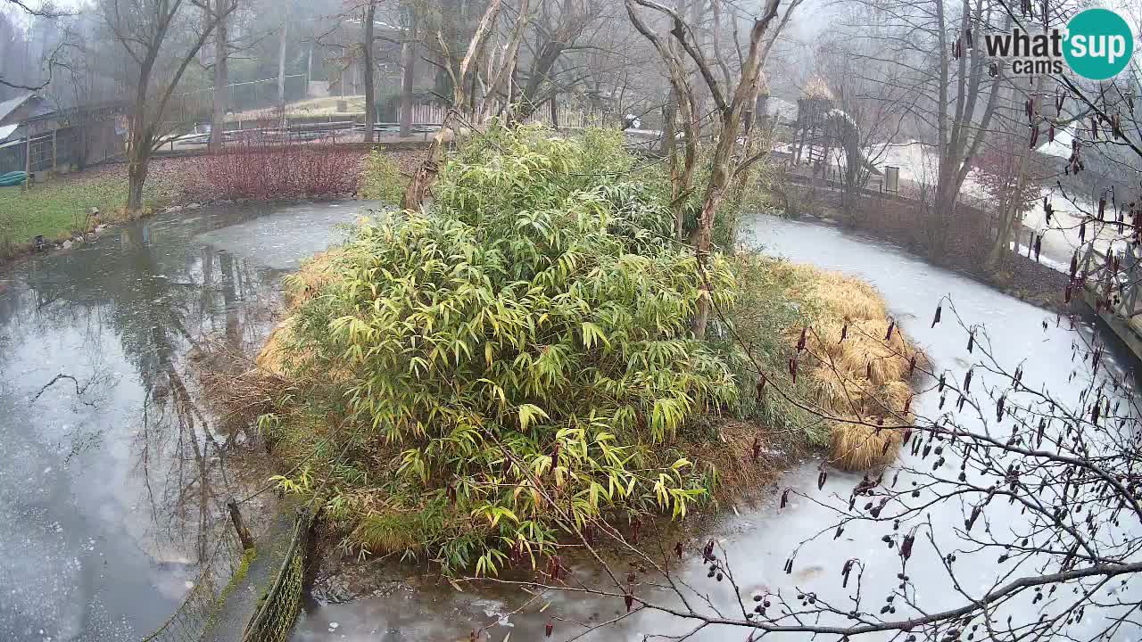 Gibon – Nomascus gabriellae – Zoo Ljubljana web kamera