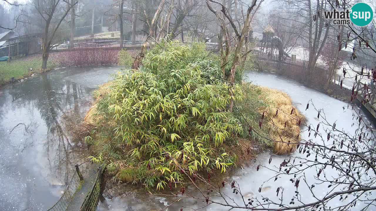 Gibon – Nomascus gabriellae – Zoo Ljubljana web kamera