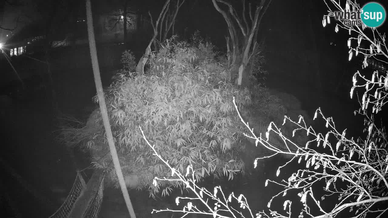 Yellow-cheeked gibbon Zoo Ljubljana livecam