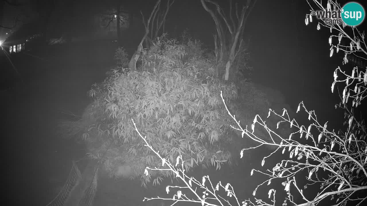 Südlicher Gelbwangen-Schopfgibbon Zoo Ljubljana webcam