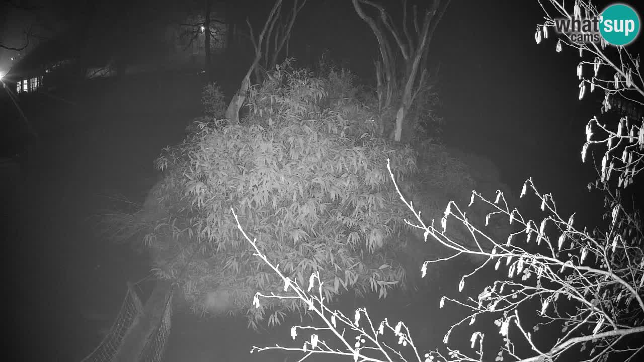 Gibón de mejillas beige Zoo Ljubljana