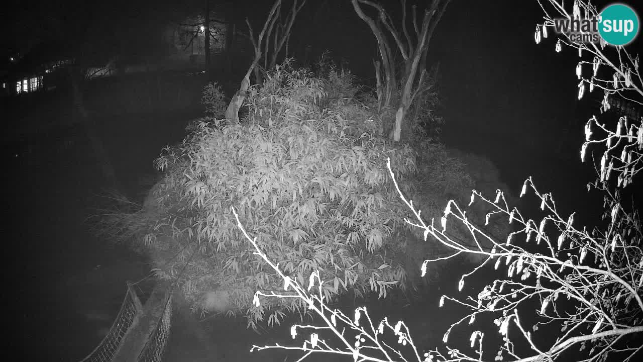 Südlicher Gelbwangen-Schopfgibbon Zoo Ljubljana webcam