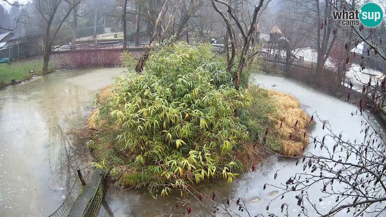 Yellow-cheeked gibbon Zoo Ljubljana livecam