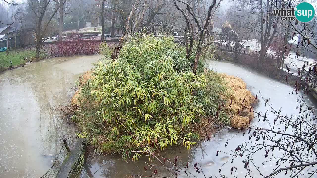 Zlatolični gibon živalski vrt Ljubljana