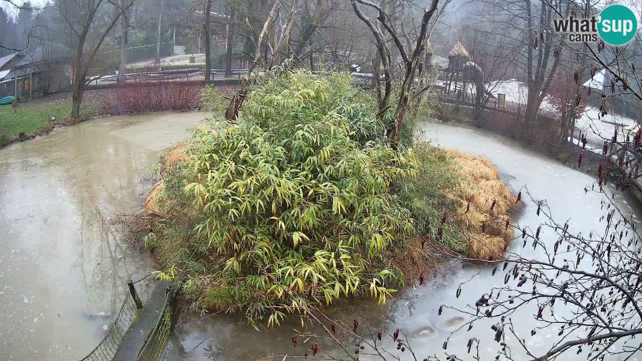 Gibón de mejillas beige Zoo Ljubljana