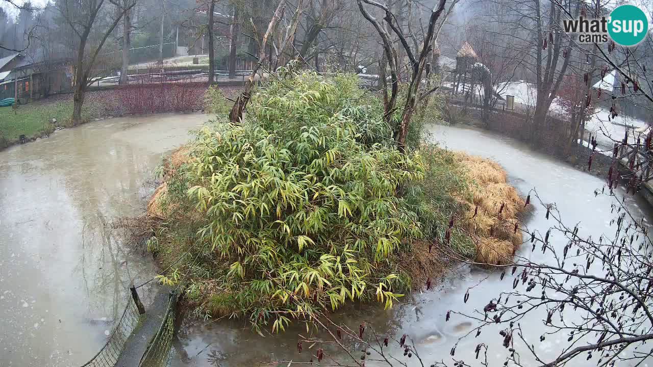 Gibón de mejillas beige Zoo Ljubljana